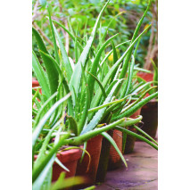Aloe Vera Plant - Kattarvazha