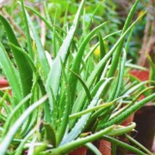 Aloe vera, Kattarvazha, Aloe Vera Plant (Sothu kathazhai, Kalabanda ...