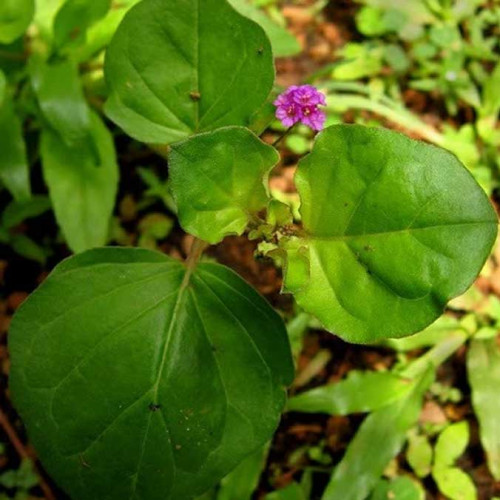 Thazhuthama (Punarnava) Dried/Crushed